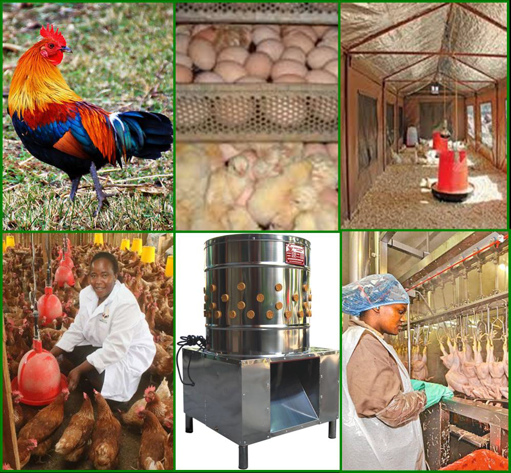 The Poultry Technology Toolkits TaatAfrica