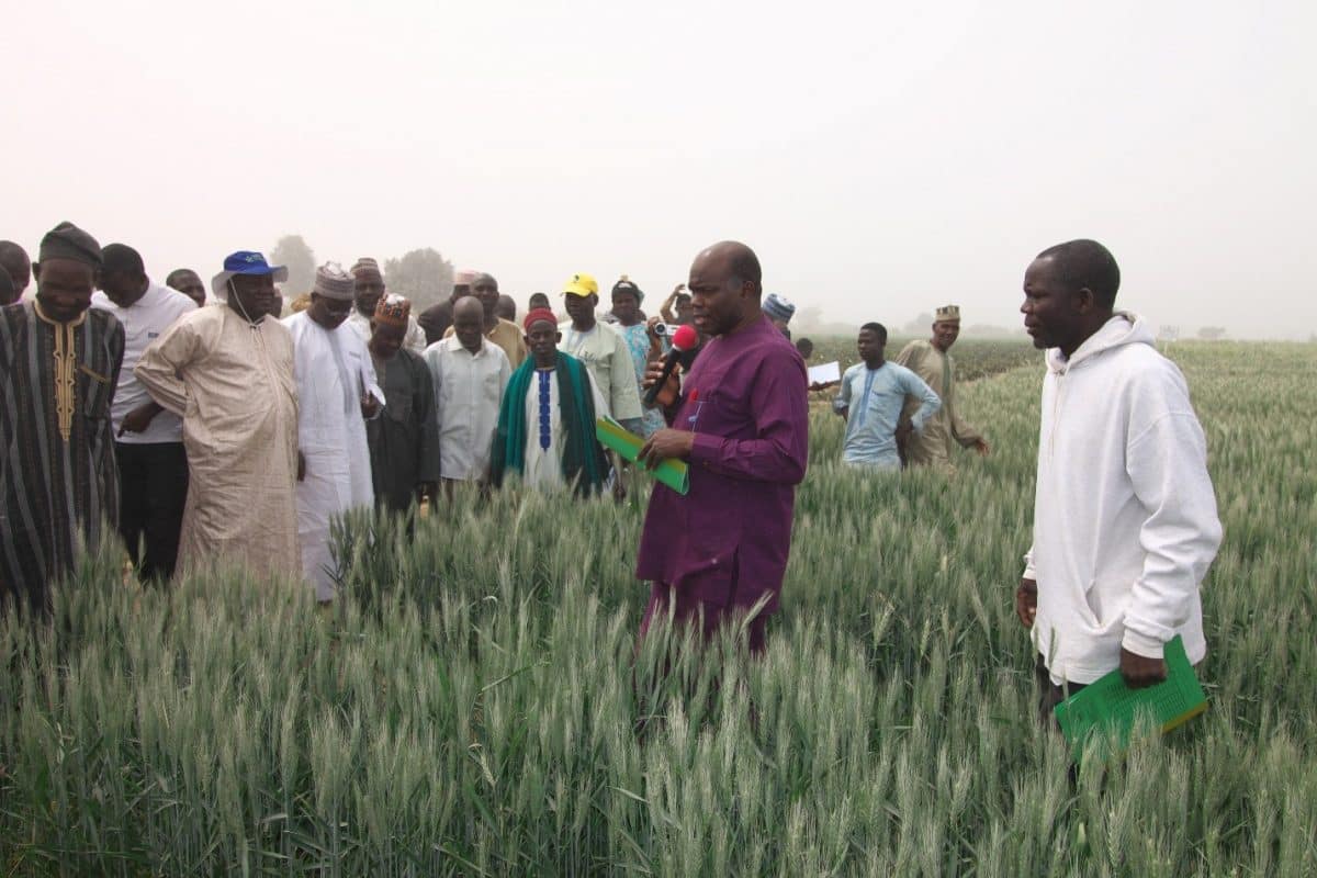 Wheat farmers in Nigeria embrace smart irrigation practices TaatAfrica