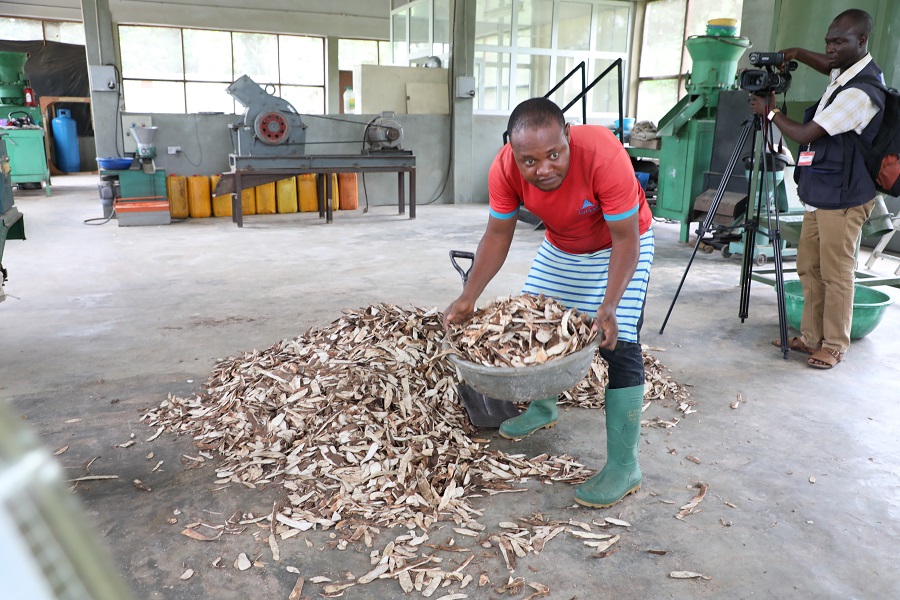 From Waste to Wealth: How cassava peels processing technology is improving  livelihoods in Nigeria – Taat-Africa