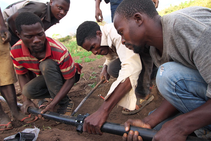 OFSP vine producers in Malawi receive on-the-job training in installation of irrigation equipment (PHOTO: IWMI/Sander Zwart)