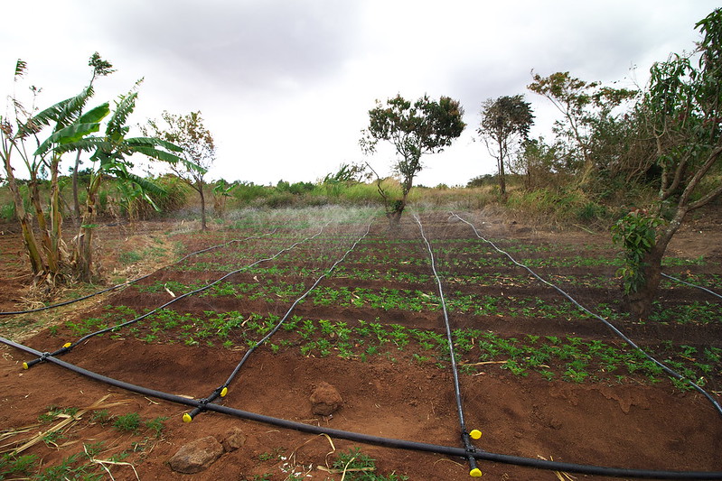 OFSP vines being watered with rain hoses; a low-cost water solution for efficient water distribution. (PHOTO: IWMI/Sander Zwart)