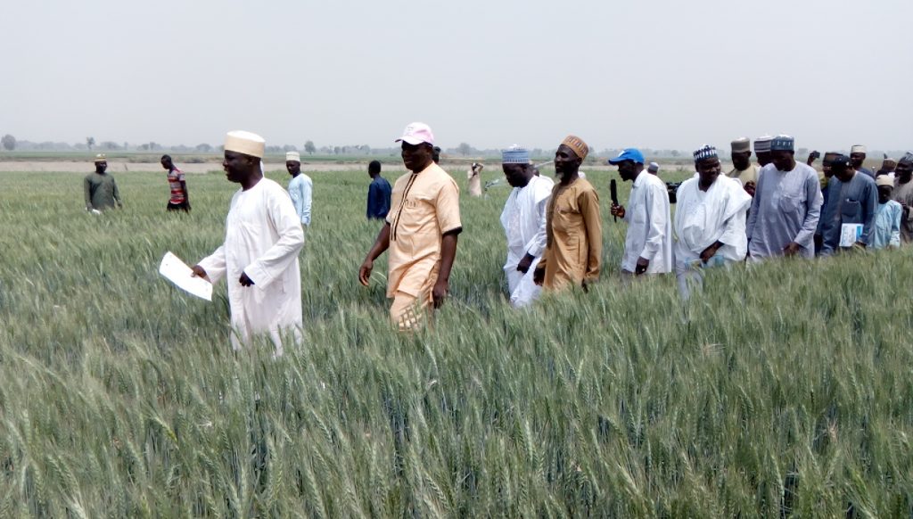 Prof Igbadun taking the team round the wheat farm during the field day