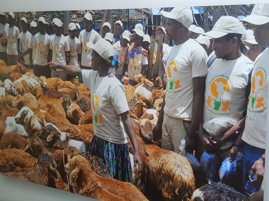 How TAAT is deploying Feed Resources and Sheep Fattening Technologies to meet Ethiopia’s Livestock needs