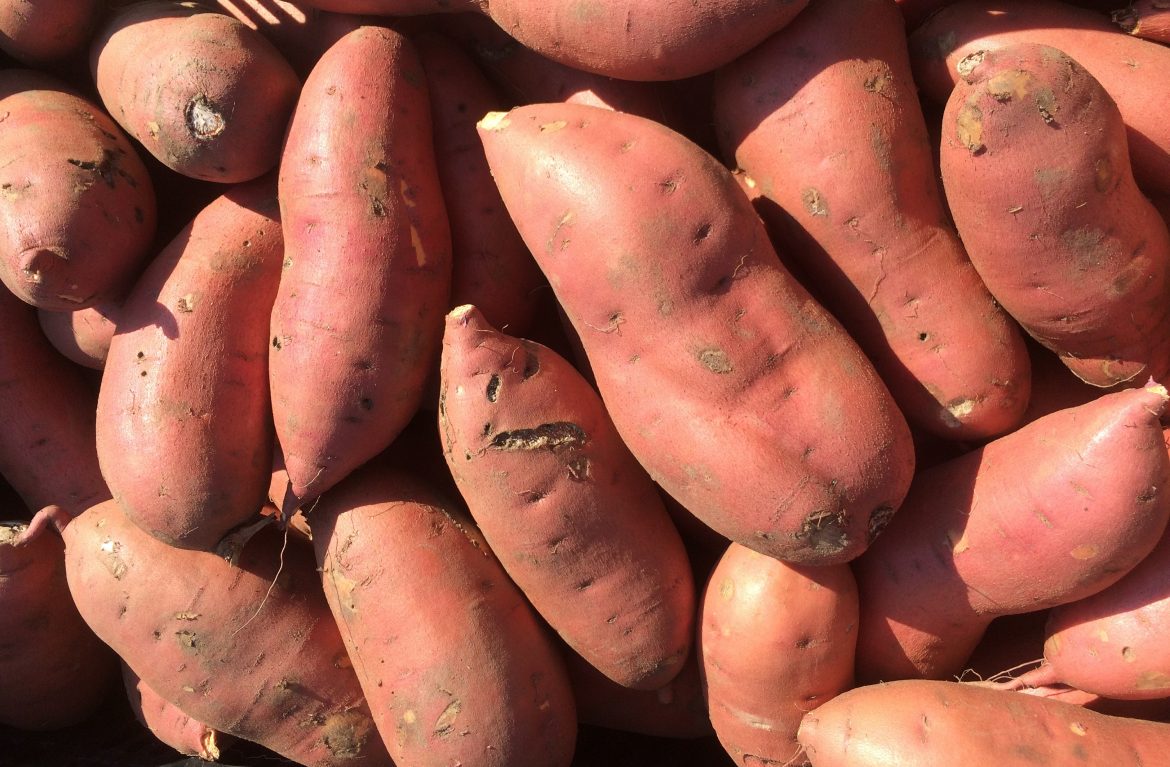 Orange-fleshed Sweet Potato