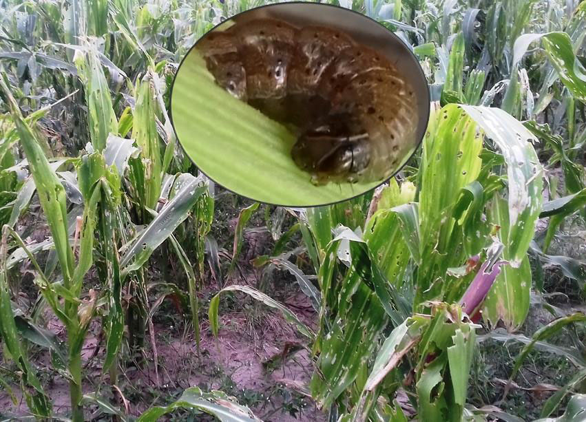 Since its advent in Africa in early 2016, the Fall armyworm (FAW), Spodoptera frugiperda has become the most damaging insect pest of maize in sub-Saharan Africa and is a threat to national and regional food security particularly in regions where maize is the stale food crop.