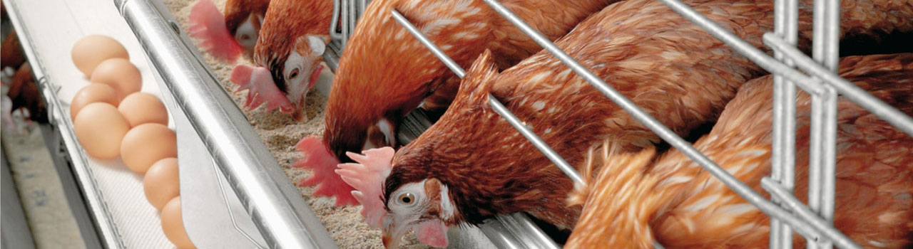 poultry