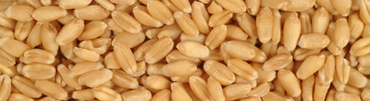 wheat