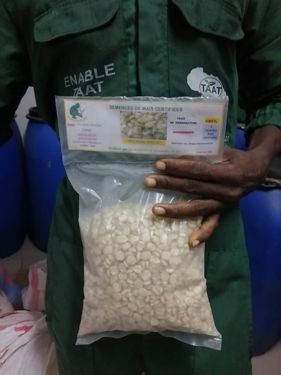 Certified maize seeds produced by ENABLE TAAT trainees in Benin