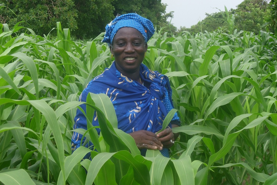 AGRF2020: Closing the Yield Gap, an Imperative to feeding the Cities – Experts
