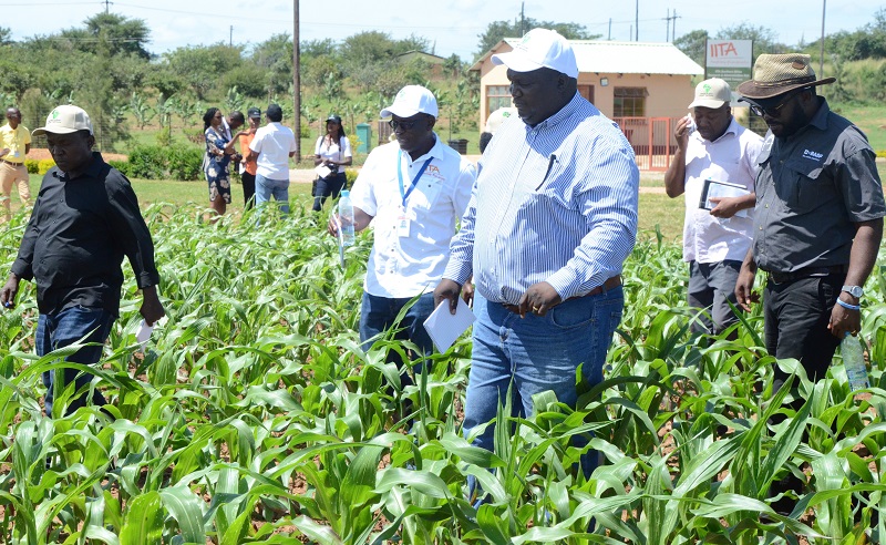 Zambia hosts TAAT’s Fall Armyworm technologies demonstration day