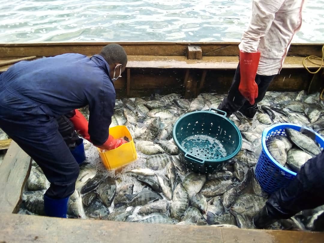 Technology Adoption Leads To Increased Income For Fish Farmers In DR Congo