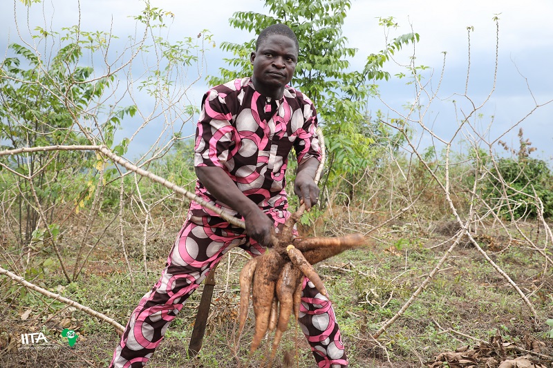 TAAT adopts Framework for intensifying Cassava Production in Cameroon