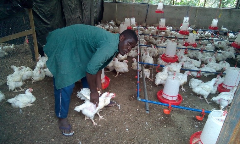 TAAT records success stories with agribusiness park for youths in Nigeria