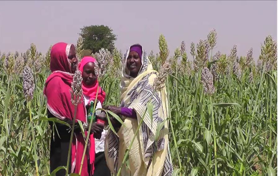 TAAT inspires women farmers in Sudan with improved sorghum seeds