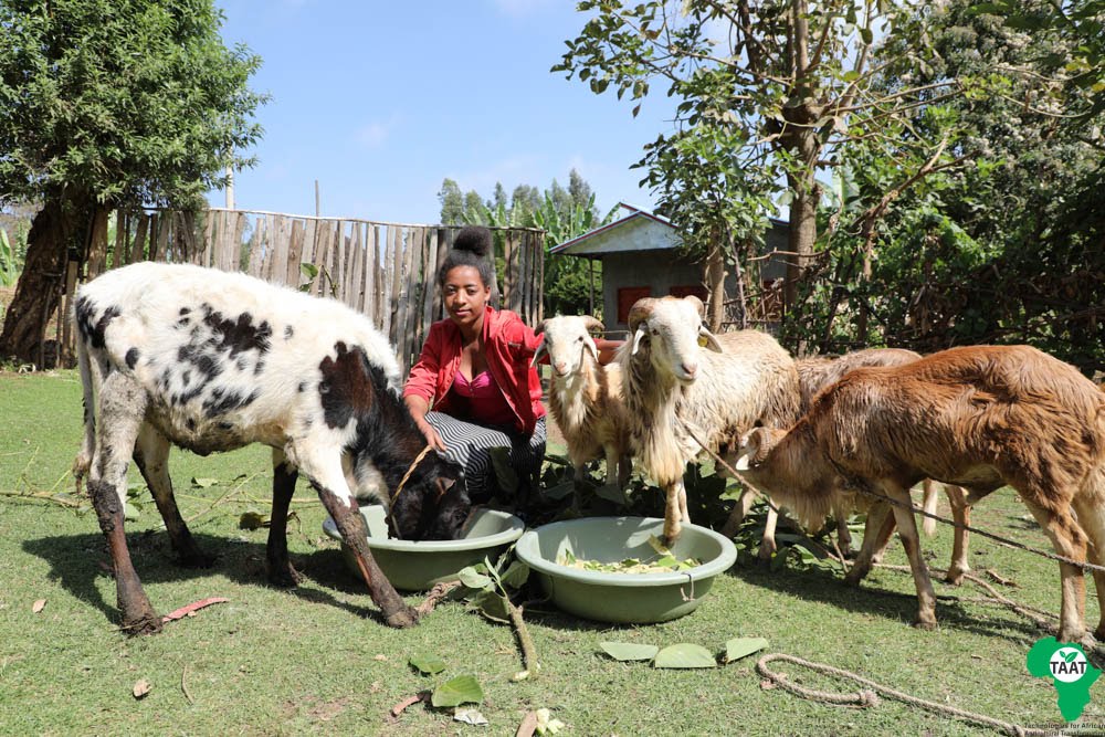 TAAT’s Deployment of Sheep Fattening Technologies Improves Livelihoods in Ethiopia