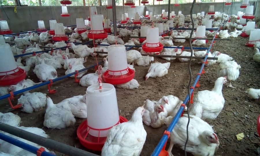 TAAT-enabled Agripreneurs record their first million in Poultry Business