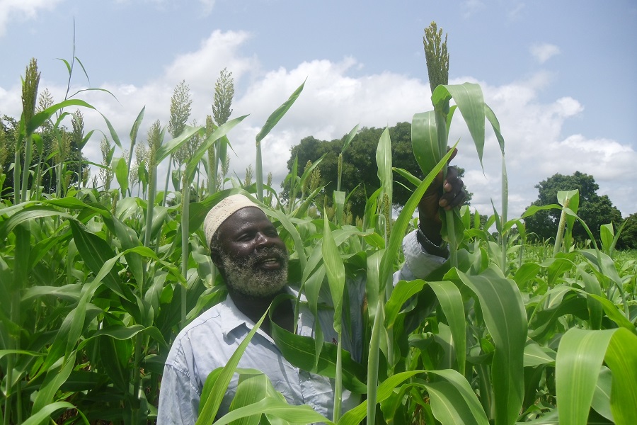 Sorghum and Millet: TAAT Empowers Farmers to increase Yields
