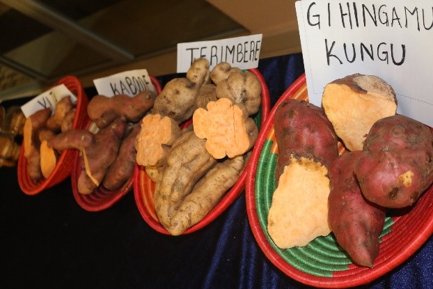 TAAT seeks an end to malnutrition in Africa with Orange-Fleshed Sweet Potato