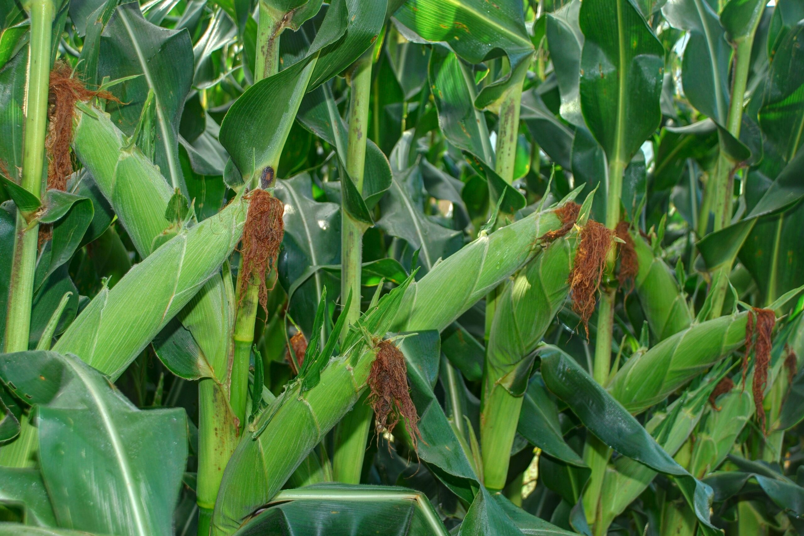 Farmers expect bumper harvest as TAAT Maize technologies tackle Fall Armyworm