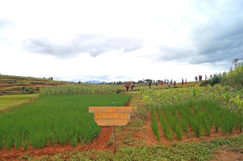 Good Agricultural Practices: Malagasy women farmers lead the way in closing the rice yield gap