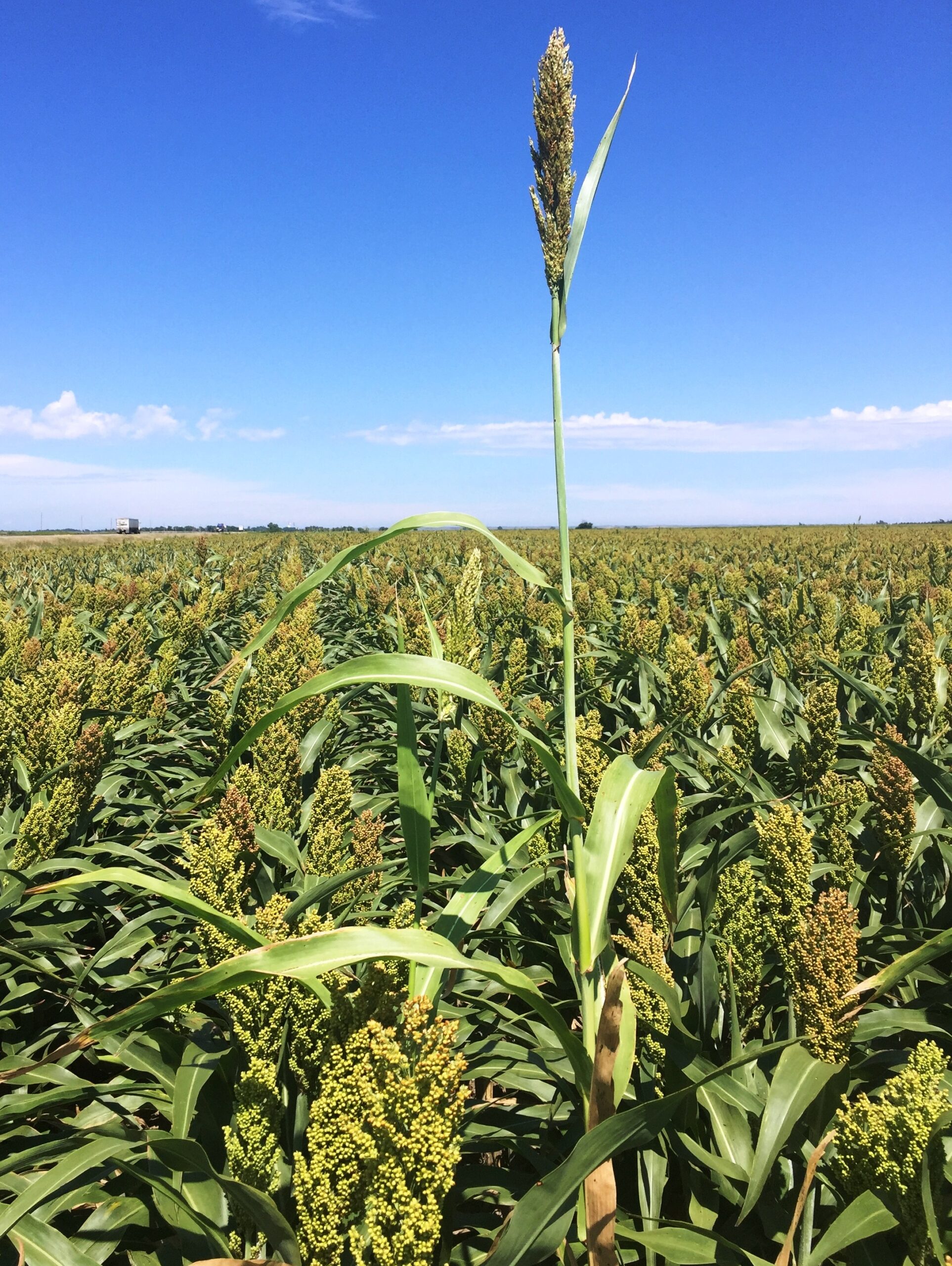 TAAT deploys Sorghum and Millet to combat food insecurity in the Sahel