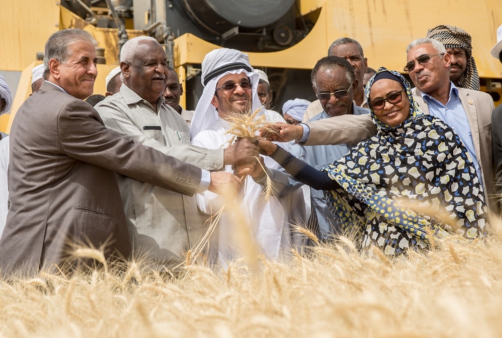 Wheat Farmers in Sudan record increased yields after adoption of proven technologies