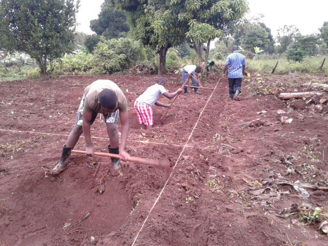 Farm to folk: Engaging youth in bean growing in Uganda