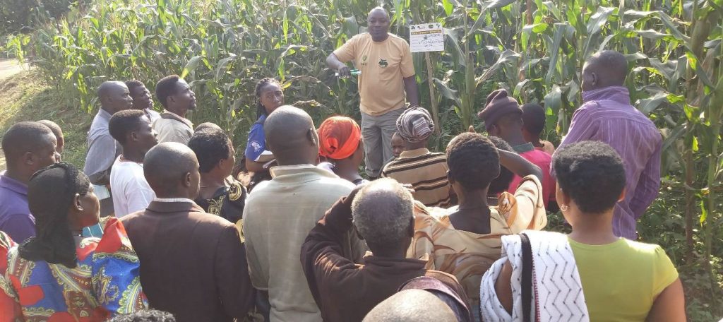 Deployment of Fortenza Duo Treated Maize Varieties for Fall Armyworm Control in Southern Africa