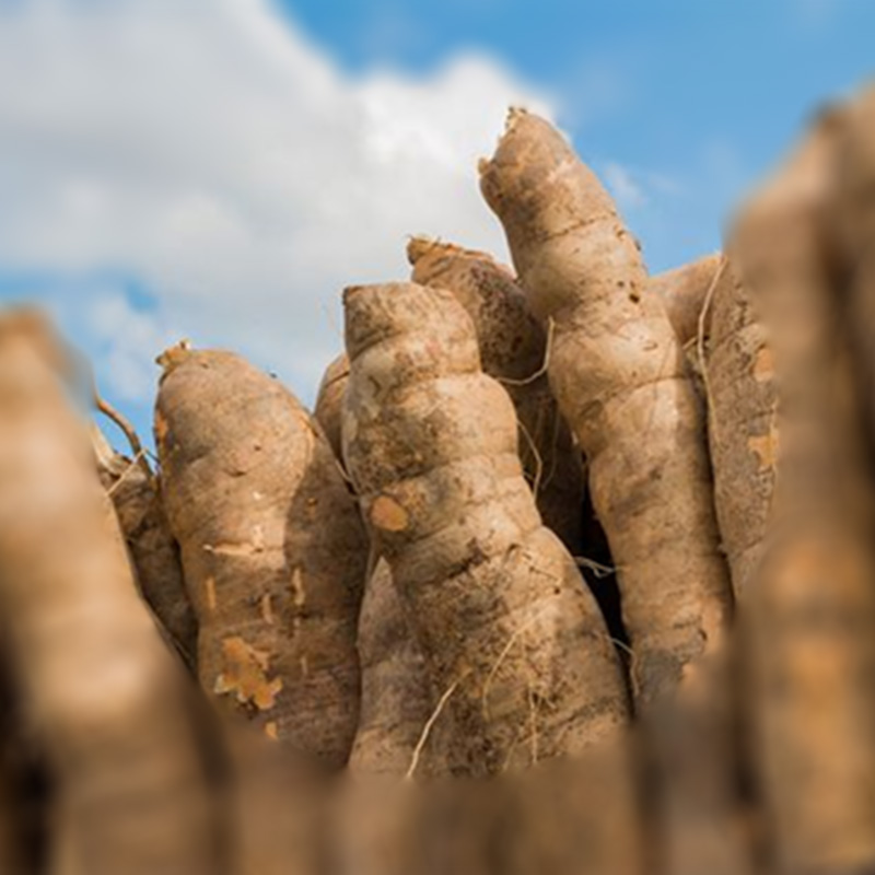 TAAT establishes Platform for Cassava Seed Producers in Burundi