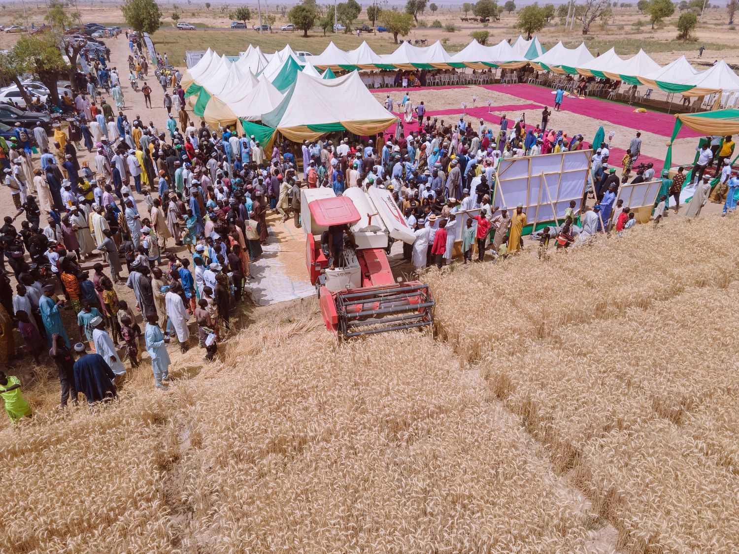BROWN WHEAT FIELD DAY: TAAT and Partners propel Nigeria towards Wheat Revolution