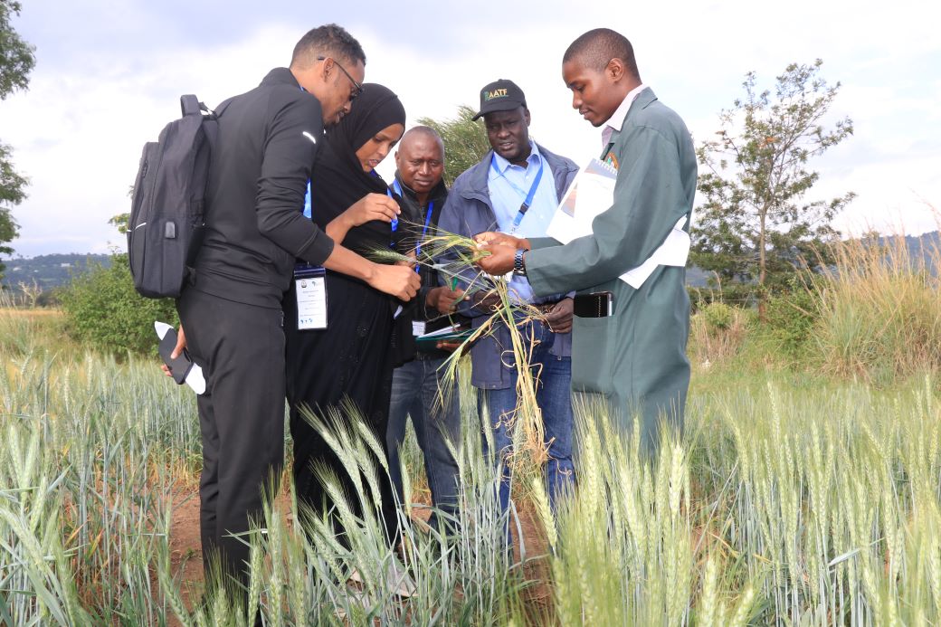 Trainees going through a practical session in a wheat field at KEPHIS Nakuru. PHOTO: Daniel Kyalo