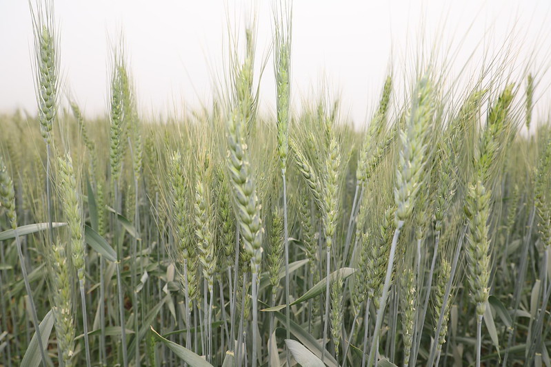 From Innovation to Impact: How TAAT-vetted Wheat Variety is pushing Zimbabwe towards self-sufficiency