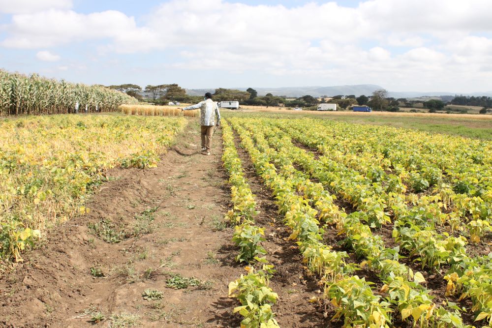 KENYA: TAAT and Partners convene stakeholders for a seed roadmap