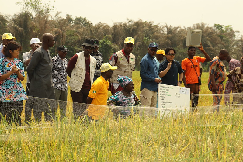Climate Resilience and Regenerative Agriculture on display as TAAT and Sasakawa host Mega Field Day for Rice Farmers in Benin