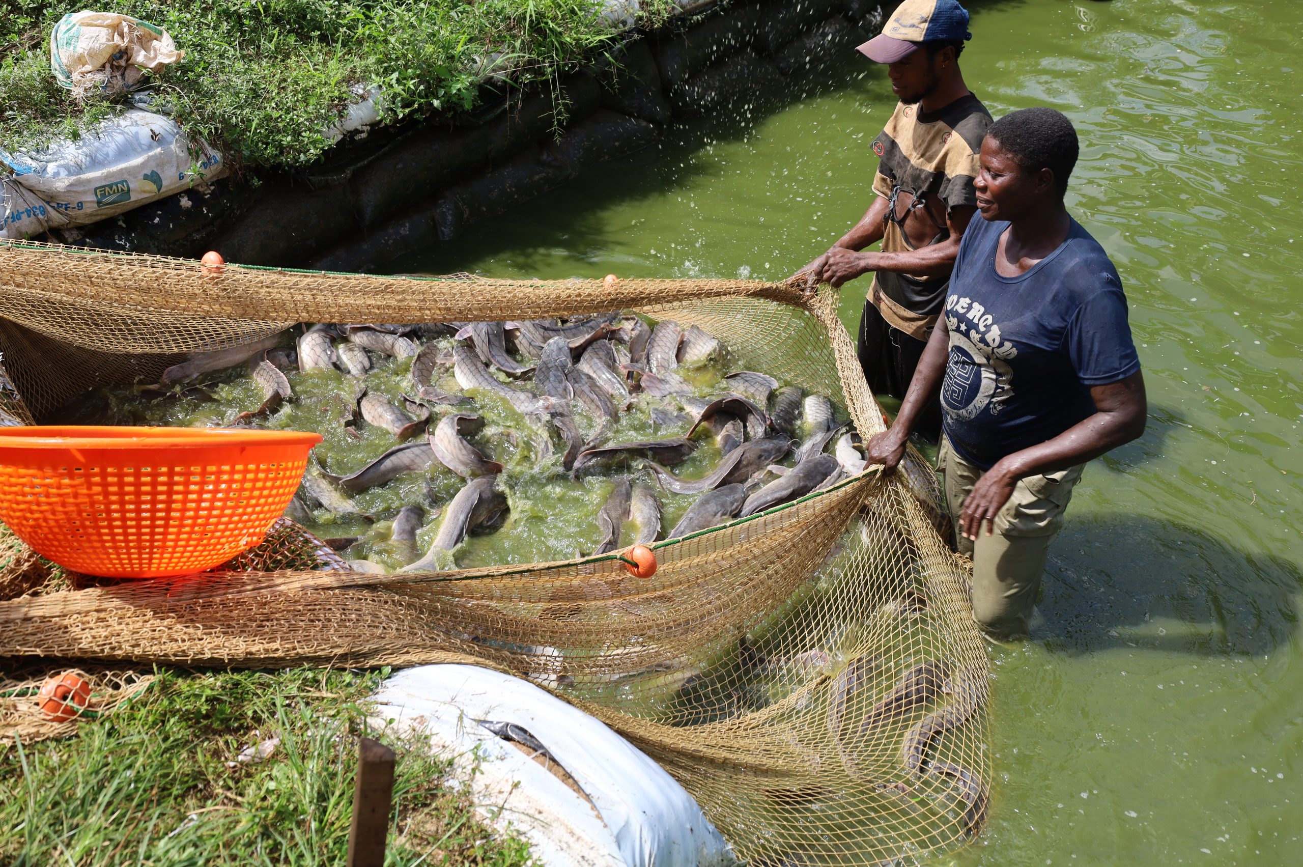 Zimbabwe eyes Improved Catfish Production with support from TAAT