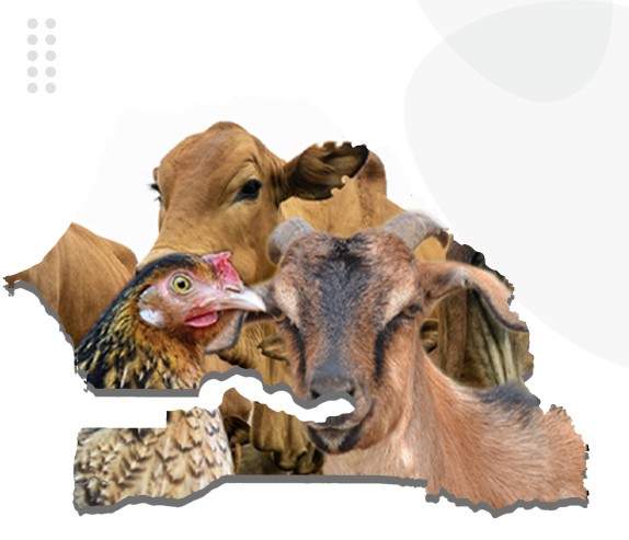 Senegal: TAAT targets food sovereignty through Livestock Innovations