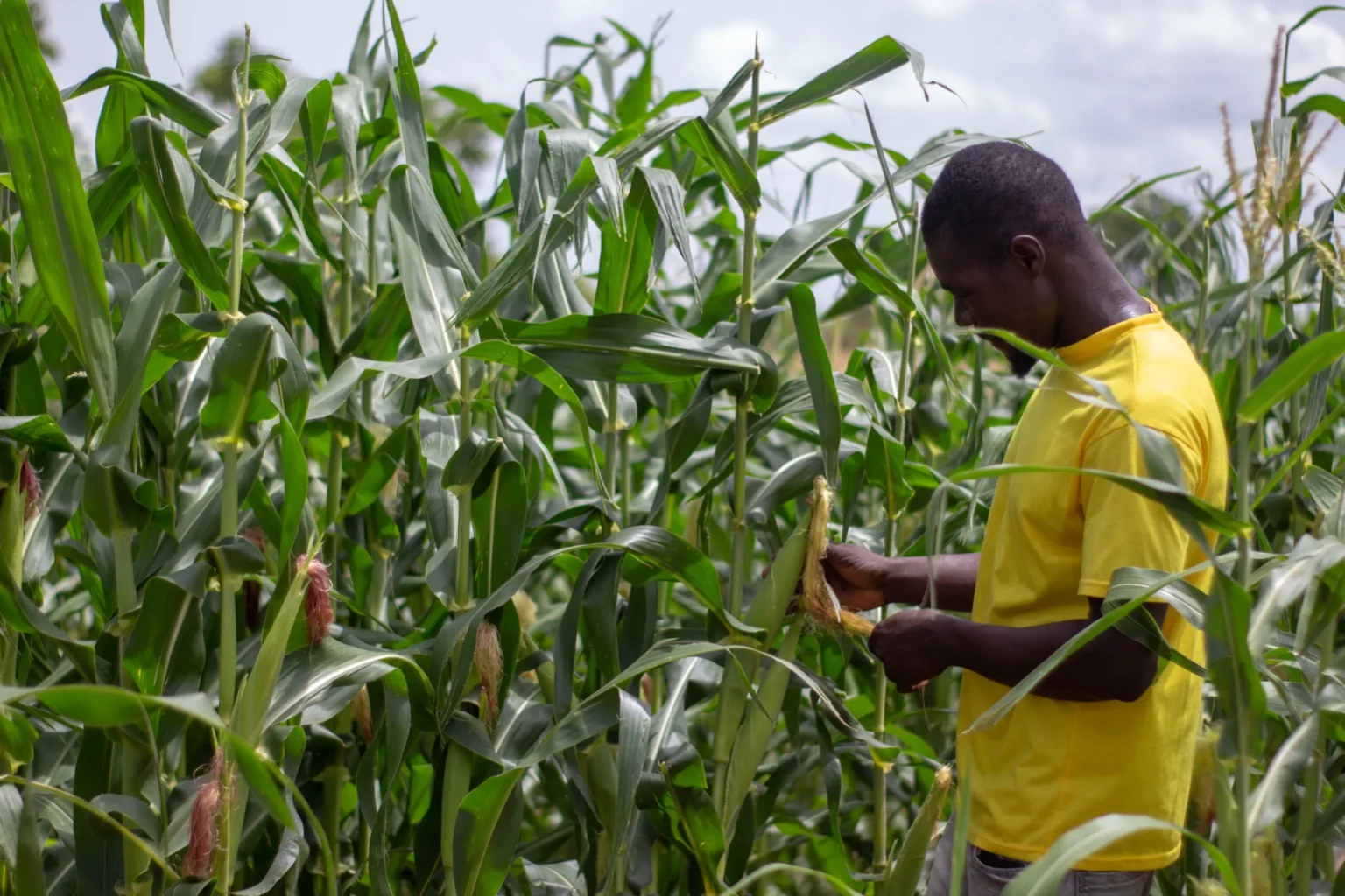 Ghana: TAAT and partners showcase improved maize varieties to farmers