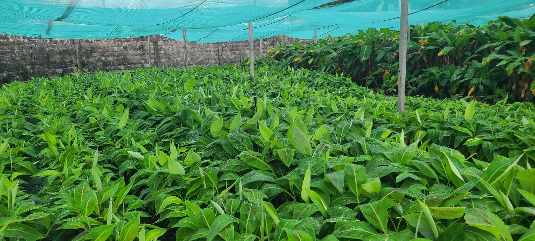 Gabon: TAAT and Partners Reinforce Cassava and Plantain Seed Systems