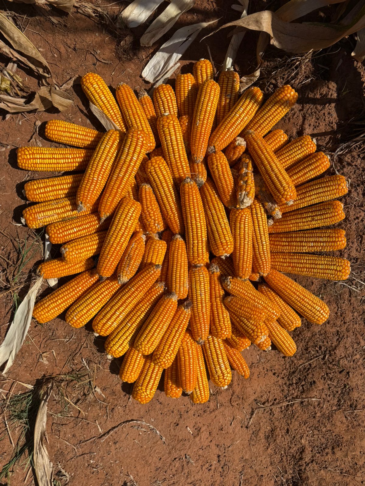 TAAT Showcases Climate-Smart Maize Varieties in Ghana