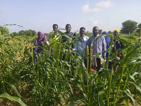 How TAAT is Scaling Resilient Sorghum and Millet Innovations to achieve Sustainable Production in Niger