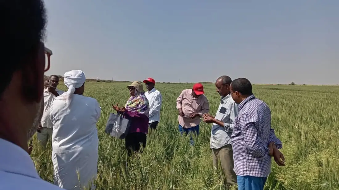 How TAAT is Leveraging Innovation Platforms and the Private Sector to Boost Wheat Production in Sudan