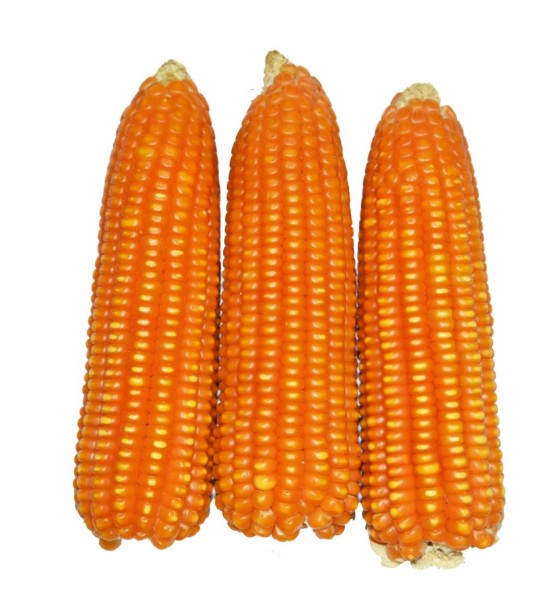 Nigeria: How TAAT is Reducing Post-Harvest Losses through Innovation and Stronger Maize Value Chains