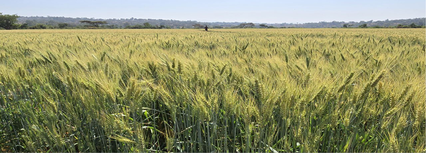 Ethiopia: TAAT and Partners Train Extension Agents to Scale Climate-Smart Wheat Production