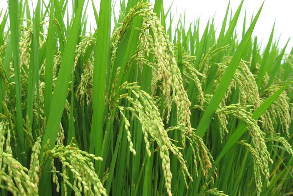 Guinea-Bissau: How TAAT is Cultivating the Next Generation of Agribusiness Leaders