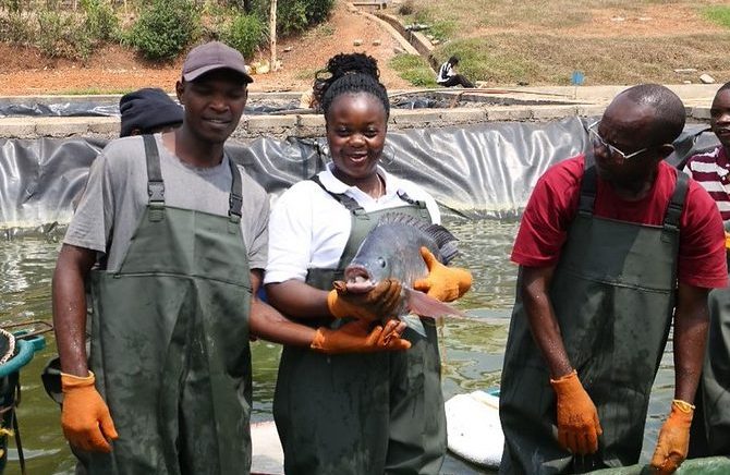 Growing Blue: TAAT and Partners Seek to Unlock Rwanda’s Aquaculture Potential